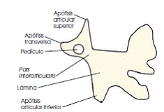 Oblique Lumbar Anatomy